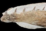 Fossil Mosasaur (Tethysaurus) Jaw Section - Goulmima, Morocco #107093-1
